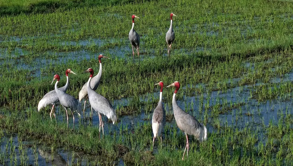 रतनपुर सिमसारमा दुर्लभ सारस