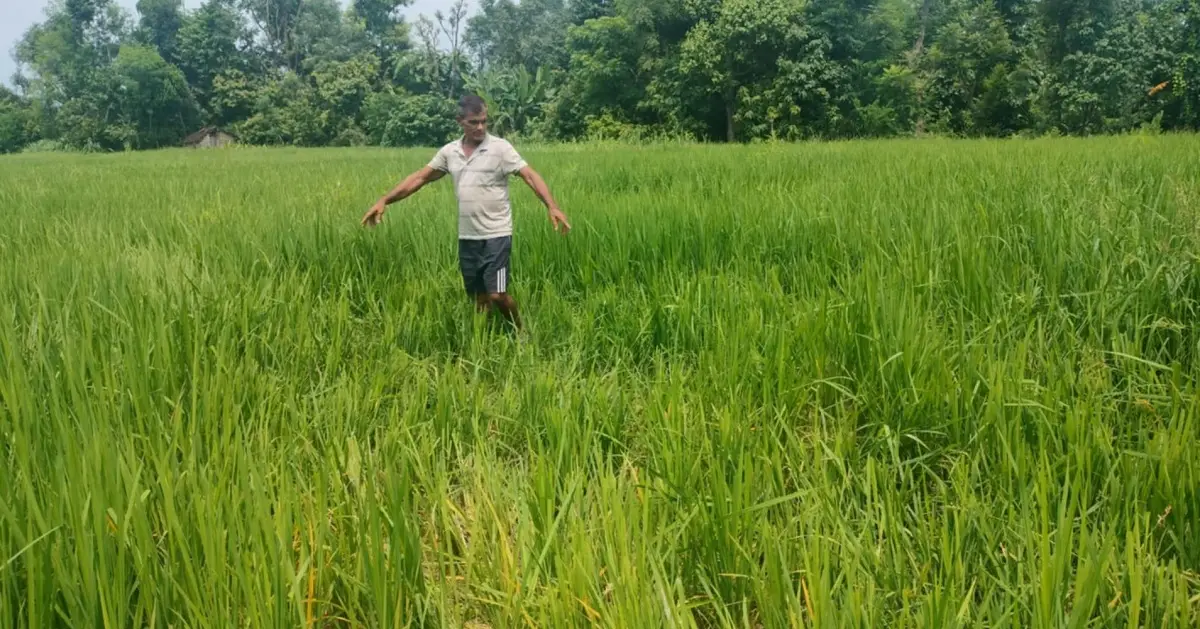 कञ्चनपुरको शुक्लाफाँटामा हात्तीको आतंक, धानबालीमा क्षति