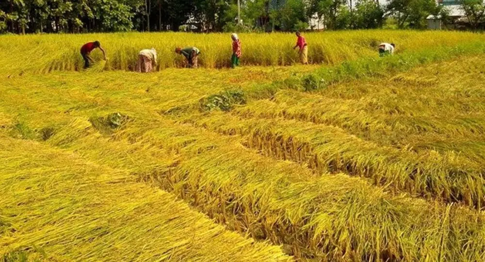 धानको समर्थन मूल्य कार्यान्वयन गराउन कैलालीका स्थानीय तहलाई प्रशासनको अनुरोध