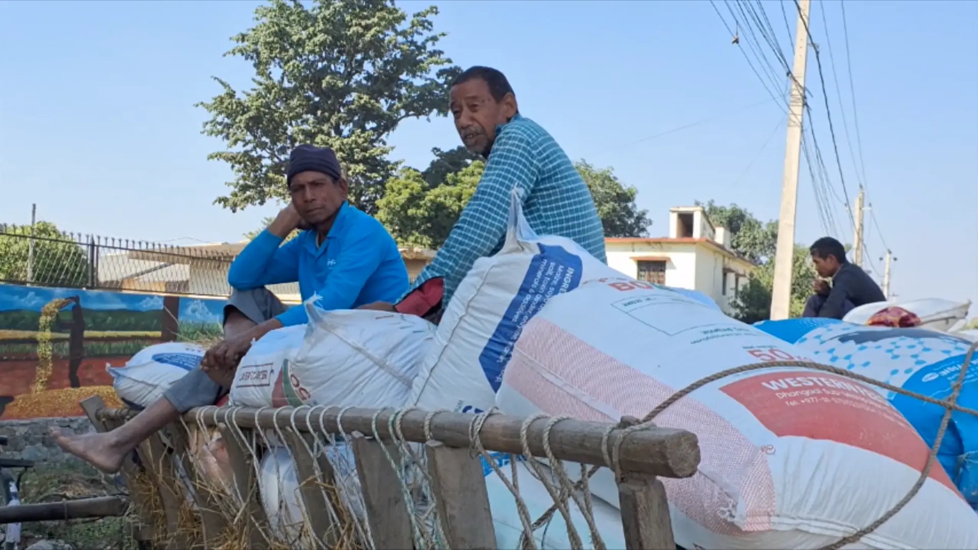 धान खरिद रोकिएपछि कैलालीका किसान मारमा