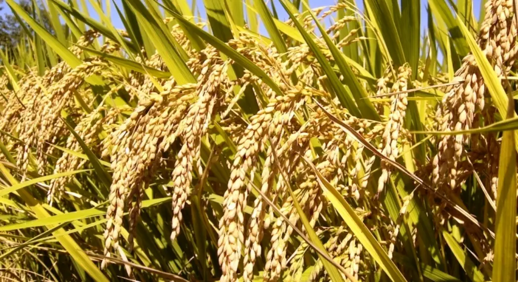 कैलालीमा चैते धान उत्पादन वृद्धि