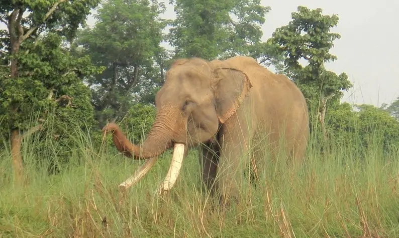 कञ्चनपुरमा हात्तीको आक्रमणमा परेर एक जना घाईते