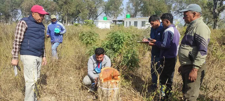 अवैध रुख कटान प्रकरण : सोधपुछ सकिँदा पनि खुलेन पहिचान