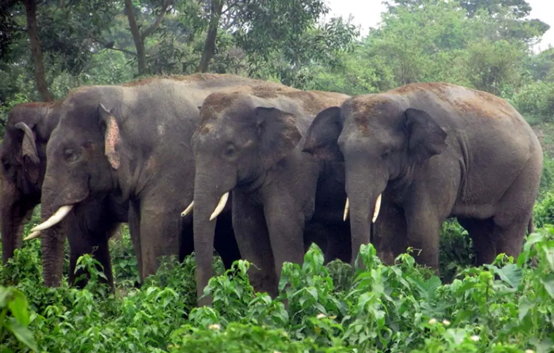 कञ्चनपुरमा जङ्गली हात्तीको आक्रमणबाट वृद्धको मृत्यु