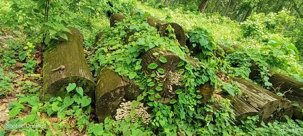 बाह्रवनमा कुहिँदै करोडौँको काठ