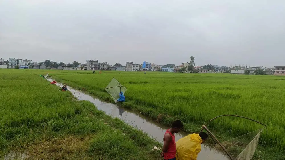 थारू समुदाय माछामा निर्भर